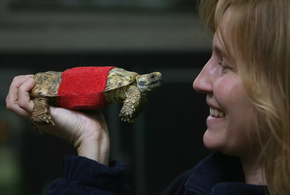 Denver Zoo Hatches Rare Tortoise—Only 5,000 Left in the World